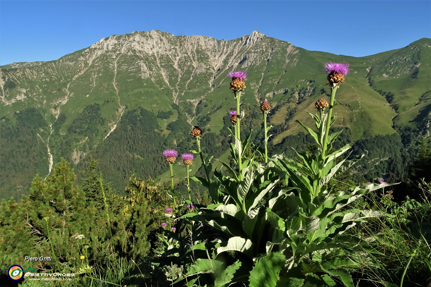 13 Fiordaliso rapontino (Rhaponticum scariosum) con vista in Menna .JPG